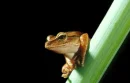 tree frog