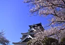 japense cherry tree