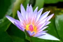 lotus flower