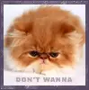 kitty