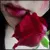 Changing Roses