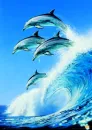 Dolphins Jumping 