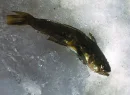Frozen Fish