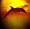 Dolphin Jump