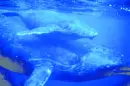 Whales