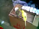 animals