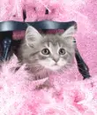 Kitty