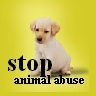 Animal Abuse