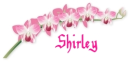 Shirley