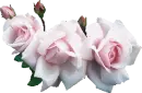 pink roses