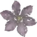 delcate flower