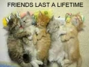 friends last a lifetime