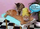 CAT GETTING MASSAGE