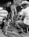 GOT MILK