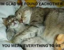 CATS IN LOVE