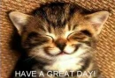 GOOD DAY CAT