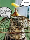 JOKE ON CAT