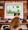 CAT WITH COMPUTER PROBLEM