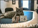 GAMBLING CAT
