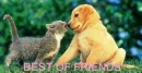 BEST OF FRIENDS