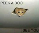 HIDING CAT
