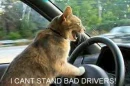 CAT DRIVING