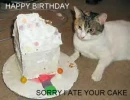 BIRTHDAY CAT