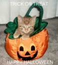 TRICK OR TREAT CAT