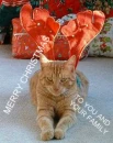 CHRISTMAS CAT