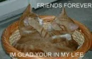 FOREVER FRIENDS