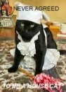 CLEANING CAT