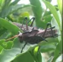 Cricket
