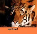 tiger