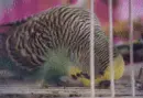 Parakeet eating :)