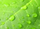 Raindrops