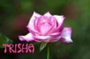 Trisha