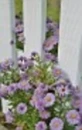 pretty purple