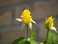 Rosebuds