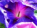 purple passion