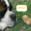 peep!