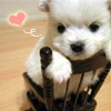 puppy love