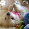 puppy paws