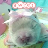 sweety pup
