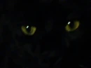 cat eyes