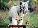 tiger cub