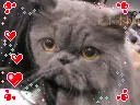 Kitty