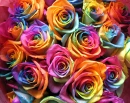 rainbow rose