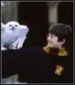 Harry & Hedwig