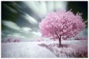 gorgeous tree