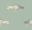 bass fish
